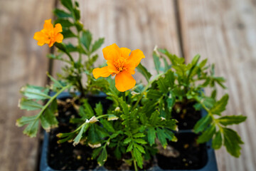 Obraz na płótnie Canvas Orange, yellow marigold plant beginning to bloom in a greenhouse. 
