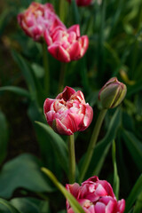 Fototapeta premium Pink tulips with white edges. Peony styled tulip. Growing in a flower garden outdoors. 