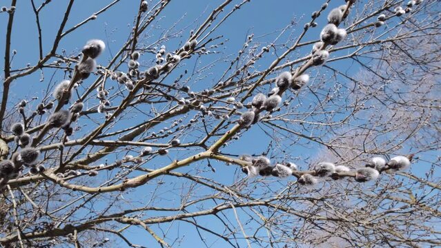 focus on pussy willow branches on big tree by sunny spring day, bottom view with rotation of camera
