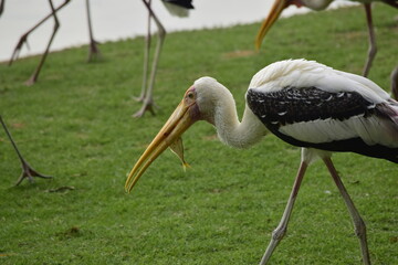 Painted Stork catching a fish