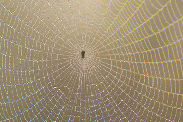 spider web with dew drops