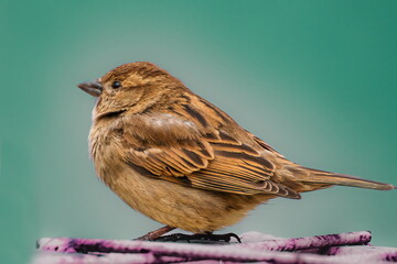 sparrow on a branch