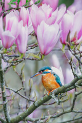 Kingfisher in magnolia tree