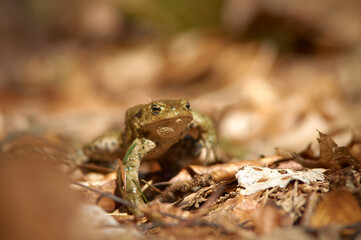 A frog on the ground among old, braun, semi mouldered leafs in short depth of focus on a sunny day