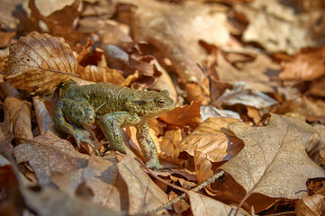 A frog on the ground among old, braun, semi mouldered leafs in short depth of focus on a sunny day