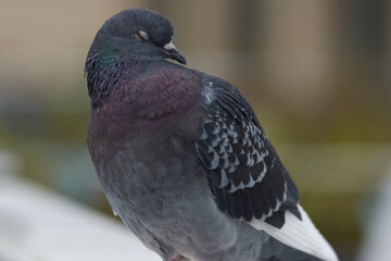 A dove with a cocky looking  attitude