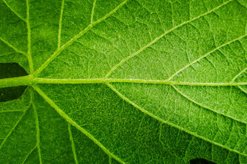 green leaf macro