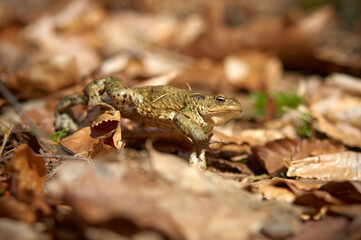 A frog on the ground among old, braun, semi mouldered leafs in short depth of focus on a sunny day