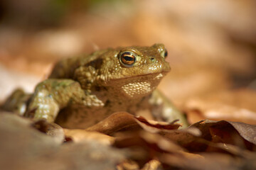A frog on the ground among old, braun, semi mouldered leafs in short depth of focus on a sunny day