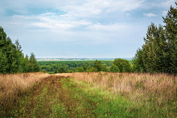 Obraz premium forest road, landscape