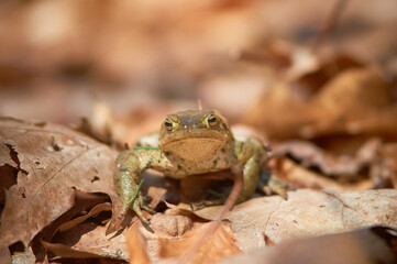 Naklejka premium A frog on the ground among old, braun, semi mouldered leafs in short depth of focus on a sunny day