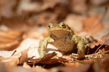 A frog on the ground among old, braun, semi mouldered leafs in short depth of focus on a sunny day