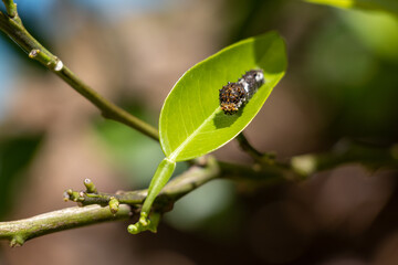 緑の葉の上にチョウの黒い幼虫