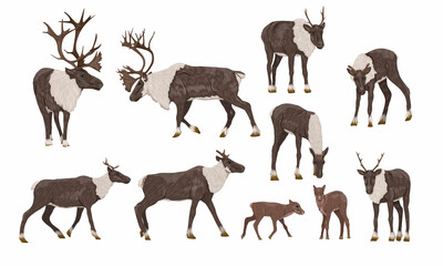 Reindeer set. Males, females and calves of caribou Rangifer tarandus. Wild animals of the tundra and taiga. Realistic vector - obrazy, fototapety, plakaty