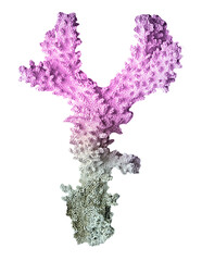 coral isolated on white background © Dmitry