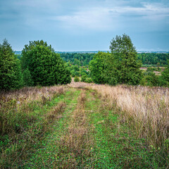 landscape, forest road
