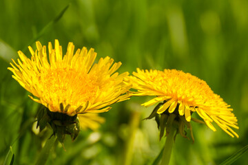 yellow dandelions among the green grass