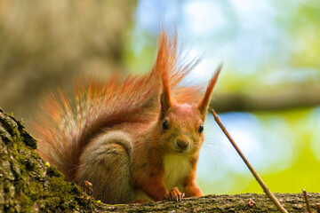 smiling curious squirrel sits on a branch and watches