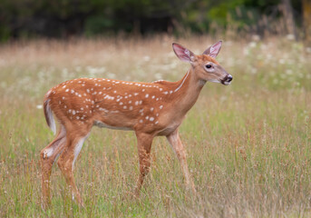 Naklejka na ściany i meble White-tailed deer fawn walking in the forest in Canada