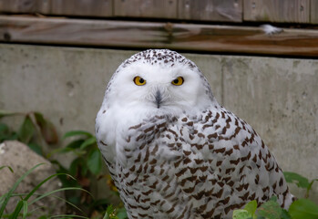 Snowy owl (Bubo scandiacus) perched on the ground in Ottawa, Canada