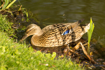 gray female duck swims on the pond