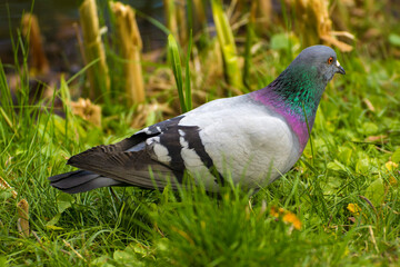 gray pigeon walks on green grass