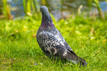gray pigeon walks on green grass
