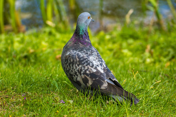gray pigeon walks on green grass