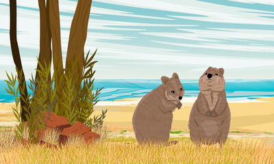 A pair of quokkas on the sandy beach of the ocean. Sandy coast with dry grass and red stones. Short-tailed scrub wallaby in Australia. Realistic vector 