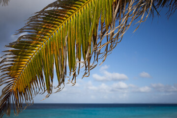 Palm leaf on a turquoise sea background.