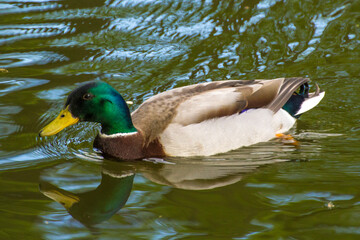 Obraz premium a colorful male duck swims on a pond
