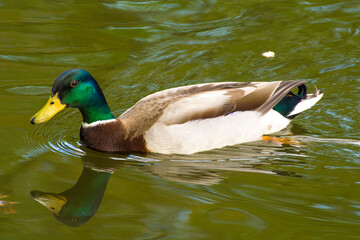 a colorful male duck swims on a pond