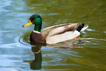 a colorful male duck swims on a pond