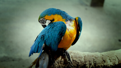 Exotic birds live in the tropics of Indonesia, looks very beautiful