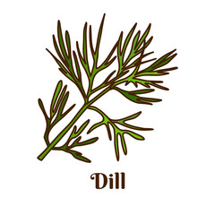 Hand drawn vector illustration of dill isolated on white background.