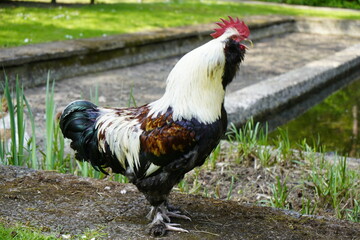 Laughing rooster Ayam Ketawa or 