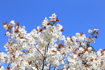 Flowering Ornamental Cherry against vivid blue sky.