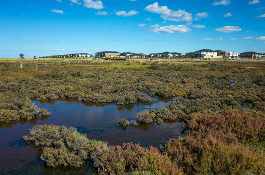 Plants in wetlands with a distant view of residential houses in the background. Concept of living environment, new estate development near nature conservation. Cheetham Wetlands. Point Cook Australia.