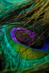 Foto auf Acrylglas peacock feather close up, Peacock feather, Peafowl feather, Bird feather, Abstract background. © Sunanda Malam