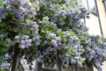 Island ceanothus tree 'Trewithen Blue' in flower