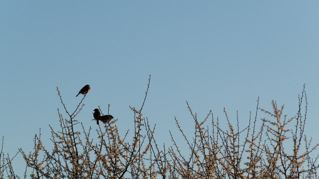 Three birds resting on twigs, wild sparrows are sitting on canopy of fruit tree in bloom in spring