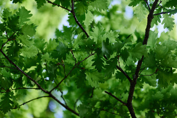 The green leaves of the oak tree on the branches glow against the blue sky, the sunlight. Planet ecology flora
