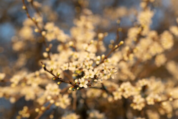 Twig in bloom selective focus, fruit twig with flowers in spring