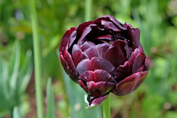 Tulip ÔBlack HeroÕ in flower.