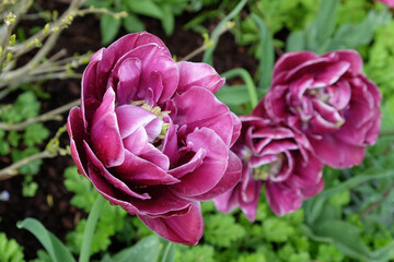 Double Tulip 'Dream Touch' in flower