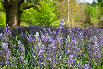 Sweeping displays of Camassias in flower.