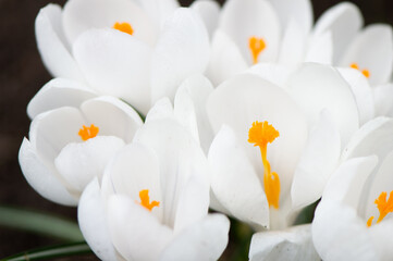 White crocus flowers with yellow stigmas and stamens