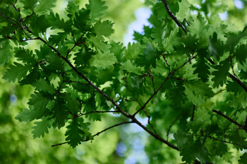 The green leaves of the oak tree on the branches glow against the blue sky, the sunlight. Planet ecology flora
