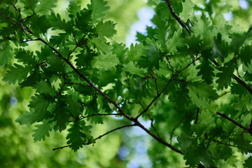 The green leaves of the oak tree on the branches glow against the blue sky, the sunlight. Planet...