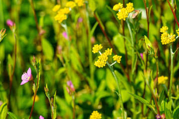 小粒な黄色が可愛いハハコブサ